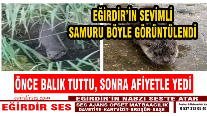 EĞİRDİR'DE SU SAMURU BALIK TUTUP YEDİ