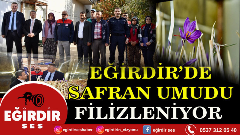 Eğirdir’de Safran Umudu Filizleniyor