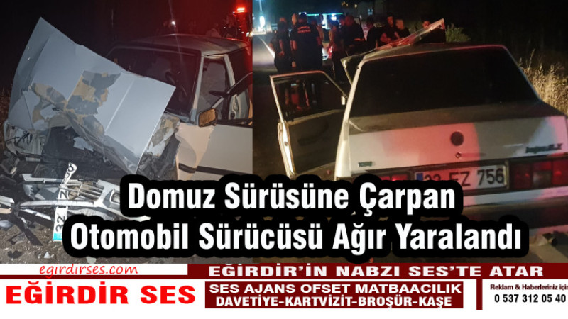 Domuz Sürüsüne Çarpan Otomobil Sürücüsü Ağır Yaralandı