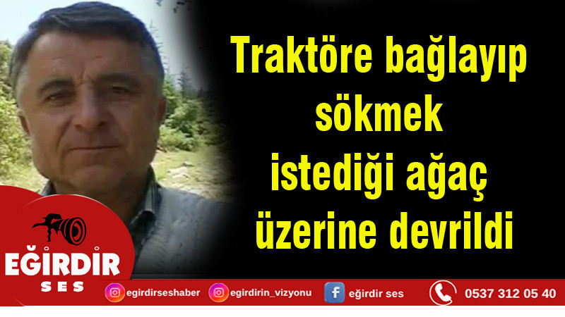 Traktöre bağlayıp sökmek istediği ağaç üzerine devrildi