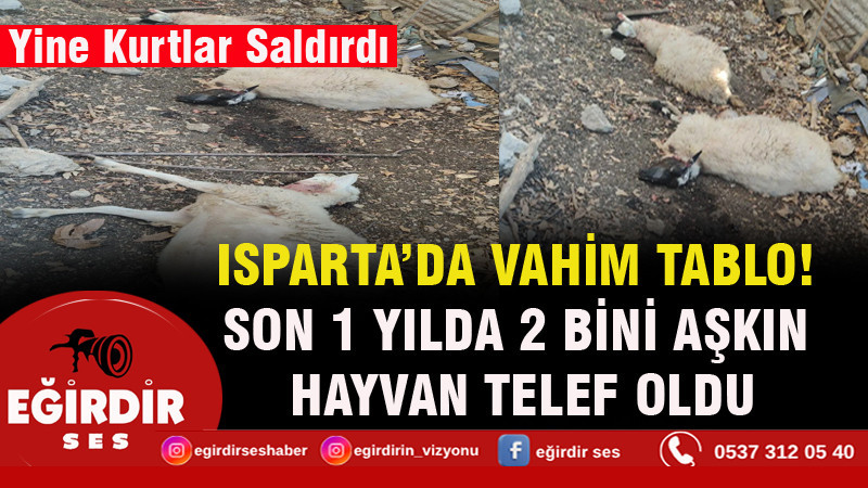 Isparta'da vahim tablo! Son 1 yılda 2 bini aşkın hayvan telef oldu